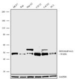 eIF4A3 Antibody in Western Blot (WB)