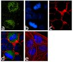 Phospho-MEK1 (Thr386) Antibody in Immunocytochemistry (ICC/IF)