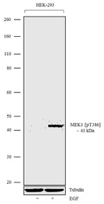 Phospho-MEK1 (Thr386) Antibody