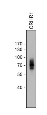 CRHR1 Antibody in Western Blot (WB)