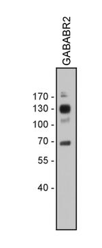 GABBR2 Antibody in Western Blot (WB)