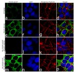 Phospho-FOXO4 (Ser197) Antibody