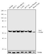 ERO1L Antibody in Western Blot (WB)