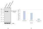 ATP Citrate lyase Antibody