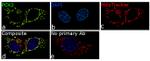 PCK2 Antibody in Immunocytochemistry (ICC/IF)