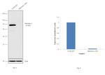 MFN2 Antibody in Western Blot (WB)