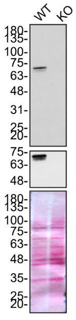 Optineurin Antibody