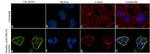 Phospho-WWTR1 (Ser311) Antibody in Immunocytochemistry (ICC/IF)
