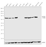 IGF2BP1 Antibody