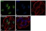 HAT1 Antibody in Immunocytochemistry (ICC/IF)