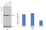 HAT1 Antibody in Western Blot (WB)