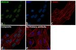 JMJD2B Antibody in Immunocytochemistry (ICC/IF)