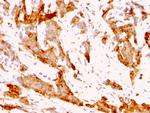 GRP94/HSP90B1 (Endoplasmic Reticulum Marker) Antibody in Immunohistochemistry (Paraffin) (IHC (P))