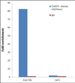 H3K79me2 Antibody