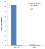 H3K79me2 Antibody in ChIP Assay (ChIP)