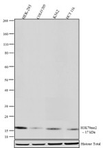 H3K79me2 Antibody in Western Blot (WB)