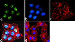 BRG1 Antibody in Immunocytochemistry (ICC/IF)