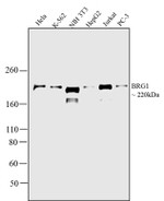 BRG1 Antibody in Western Blot (WB)