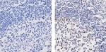 HRX Antibody in Immunohistochemistry (Paraffin) (IHC (P))