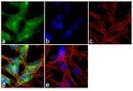 OMG Antibody in Immunocytochemistry (ICC/IF)