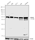 OMG Antibody in Western Blot (WB)