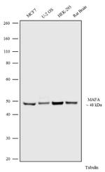 MAFA Antibody in Western Blot (WB)