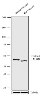 TRIM22 Antibody in Western Blot (WB)
