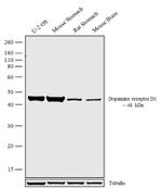 DRD1 Antibody in Western Blot (WB)