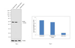 GHSR Antibody in Western Blot (WB)