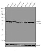 GHSR Antibody in Western Blot (WB)