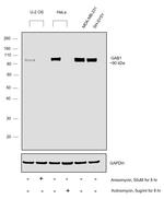 GAB1 Antibody