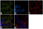 GAB1 Antibody in Immunocytochemistry (ICC/IF)