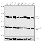 DTX3L Antibody in Western Blot (WB)