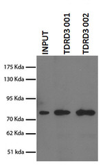 TDRD3 Antibody in Immunoprecipitation (IP)