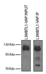 L3MBTL1 Antibody in Immunoprecipitation (IP)