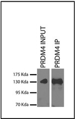 PRDM4 Antibody in Immunoprecipitation (IP)