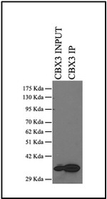 HP1 gamma Antibody in Immunoprecipitation (IP)