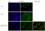 HP1 gamma Antibody in Immunocytochemistry (ICC/IF)