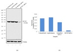 SETD7 Antibody