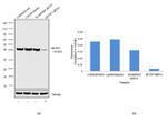 SETD7 Antibody in Western Blot (WB)