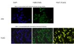 HP1 beta Antibody in Immunocytochemistry (ICC/IF)