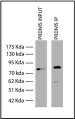 PRDM5 Antibody in Immunoprecipitation (IP)