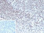 YY1 (Transcription Factor) Antibody in Immunohistochemistry (Paraffin) (IHC (P))