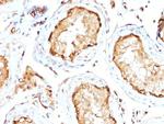 14-3-3E/Tryptophan 5-Monooxygenase Antibody in Immunohistochemistry (Paraffin) (IHC (P))