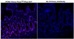 PCNA Antibody in Immunohistochemistry (Paraffin) (IHC (P))