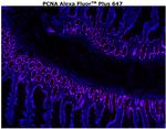 PCNA Antibody in Immunohistochemistry (Paraffin) (IHC (P))