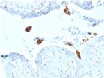 Calretinin/Calbindin 2 Antibody in Immunohistochemistry (Paraffin) (IHC (P))