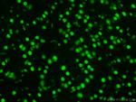 TDP-43 Antibody in Immunohistochemistry (Paraffin) (IHC (P))