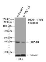 TDP-43 Antibody in Western Blot (WB)