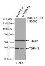 TDP-43 Antibody in Western Blot (WB)